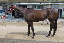 ������帲 (NONSTOP DREAM) ����