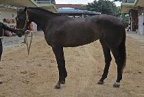 �̽�ť�ǵ� (MISS CUPID) ����