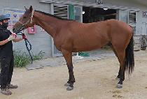 �Ӵ�ũ��� (MONEY CROWN) ����