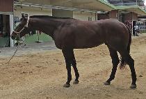 ���� (LAKSI) ����