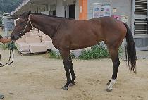 �ͺ��轺 (TURBO SOCKS) ����