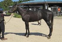 �������� (JEONGSEONG FACTOR) ����