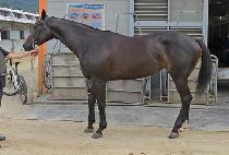 ��Ŭ����ǻ�� (ECLAIRFURY) ����