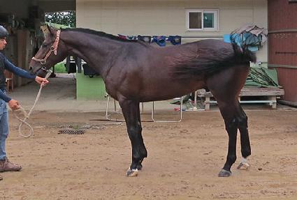 �����帲 ����