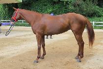 ���� (DALKONG) ����