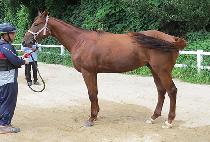 ������ (NEW DOLKONG) ����