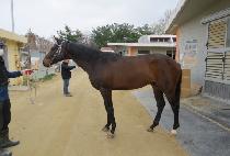 ����Ƽ��Ʈ (MIGHTY BEAT) ����