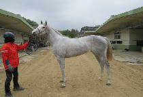 ����Ʈ (APATEU) ����