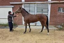 �ε����ѹ��� (ROAD TO NUMBER ONE) ����