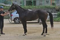 �������� (DANCING WHIZ) ����