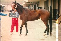 �鸮�� (PAEK RI HYANG) ����