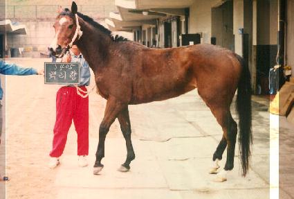 �鸮�� ����