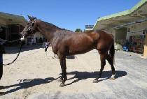 �ݼ��� (GEUMSEONG QUEEN) ����