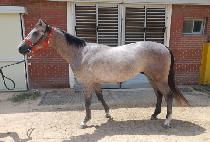 ��Ÿ��ƽ�м� (FANTASTIC FASHION) ����