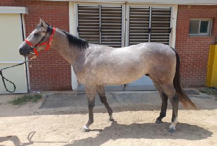 ��Ÿ��ƽ�м� ����