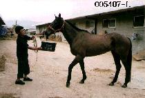 �ߵ��� (BAL DOD WOOM) ����