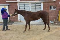 ������Ʈ�� (LOGIST QUEEN) ����