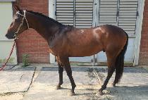 ���ɿ�Ʈ��� (BORYEONG ULTRA MAN) ����