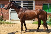 ��ƿ��Ƽ�÷��̾� (UTILITY PLAYER) ����