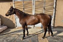 �������� (BROWN WIND) ����