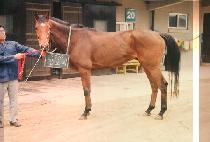 ¡�Ҹ� (JING SO RI) ����