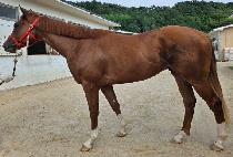 �޺���ɲ� (DALBITSANYANGKKUN) ����