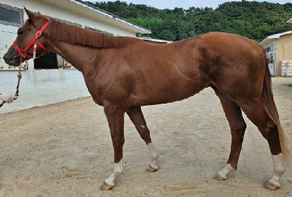 �޺���ɲ� ����