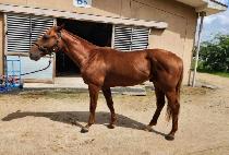 Ȳ�� (HWANGJE) ����