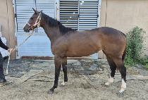 ��������� (BORYEONGUIKWAESOK) ����