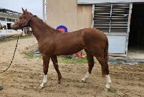 ����α� (HUIMANG LOGI) ����