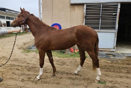 ����α� ����