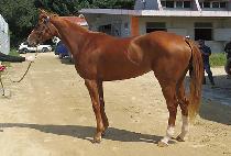 ����Ƽ�� (MIGHTY WHI) ����