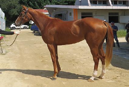 ����Ƽ�� ����