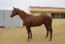 �Ļ翡�̽� (PASA ACE) ����