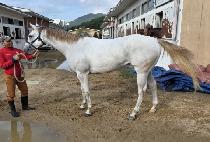 ���̾�Ʈ (GIANT) ����