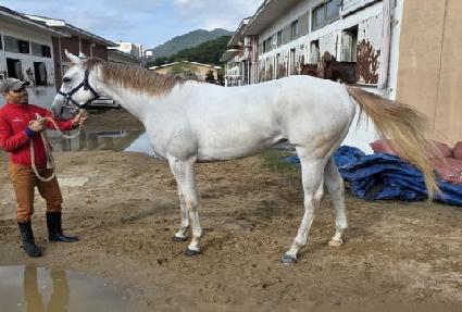 ���̾�Ʈ ����