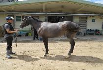 Ƽ���̽�Ÿ (TI STAR) ����