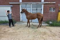 �ſ� (MAEWU) ����