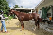 ���ʹ׵��� (STUNNING DOLPHIN) ����