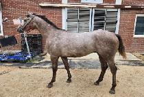 ��ǳ���߽� (DOLPUNGUI JUNGSIM) ����