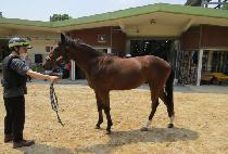 ����η��̽� (HERO RACE) ����