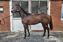 ���̳��ͷ��� (DYNAMIC LEMON) ����