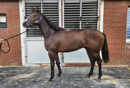 ���̳��ͷ��� ����