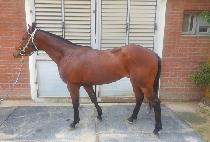 ����ҵ� (WIND SWORD) ����