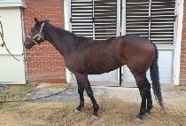 �������帲 (BACK TO THE DREAM) ����