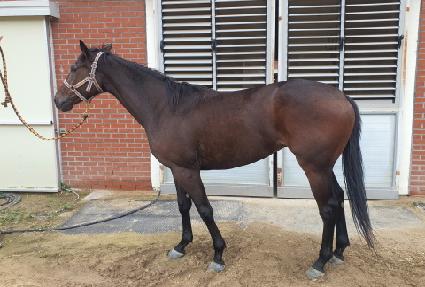 �������帲 ����