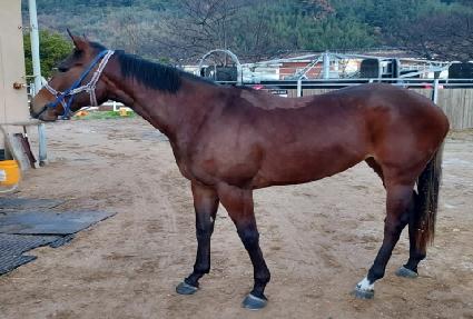 ����������� ����