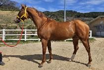 �����¡�� (AMAZING ONE) ����