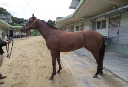 ���÷��� ����