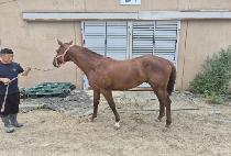 ���丮��� (BAMTORI BAMBAM) ����